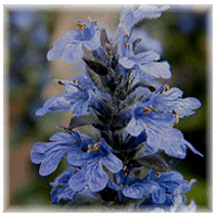 Blue Ajuga