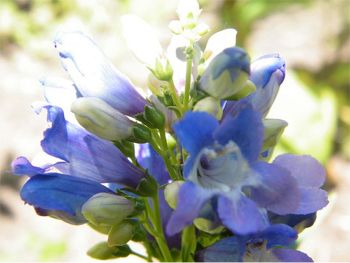 Blue Penstemon