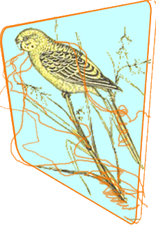 budgie