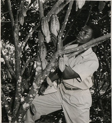 cacao farming