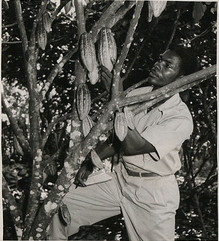 cacao farming