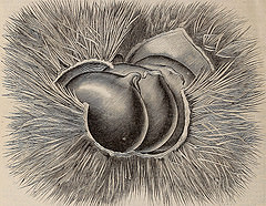 chestnut graphic
