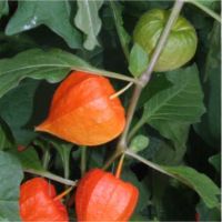 Chinese Lanterns