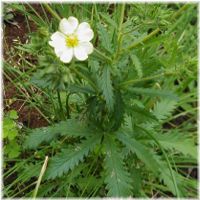 Cooler weather Cinquefoil