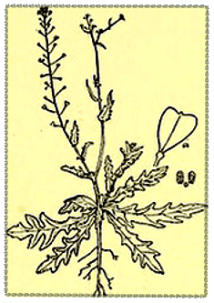 graphic of Shepherds Purse