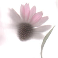 Echinacea flower