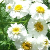 Feverfew (Chrysanthemum Parthenium)