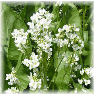 horseradish