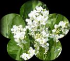 Horseradish flowers