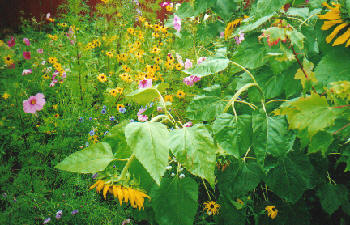 summer flowers