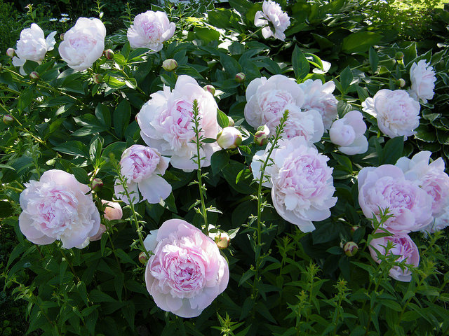 Peonies