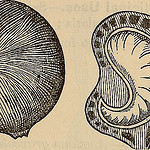 botanical of cashew kernel