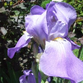 mauve iris versicolor