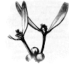 mistletoe