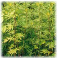 Mugwort Plant