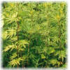 Mugwort