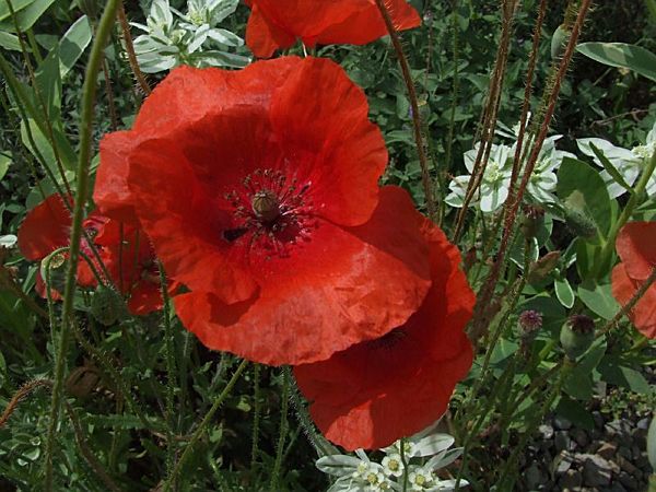 Papaver rhoeas