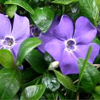 Mauve Periwinkle