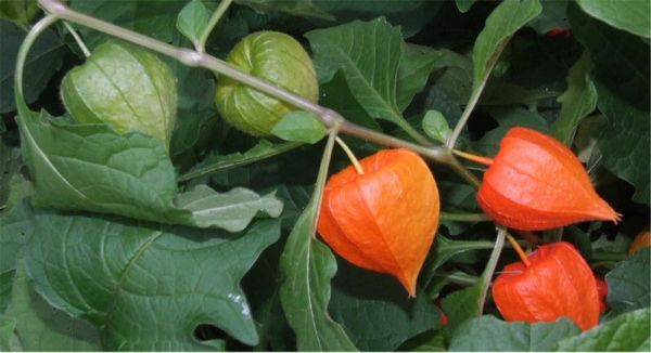 Physalis alkegengi