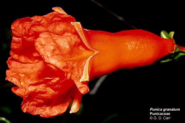 Pomegranate flower