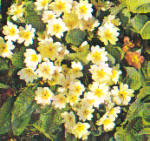 Primrose Vulgaris