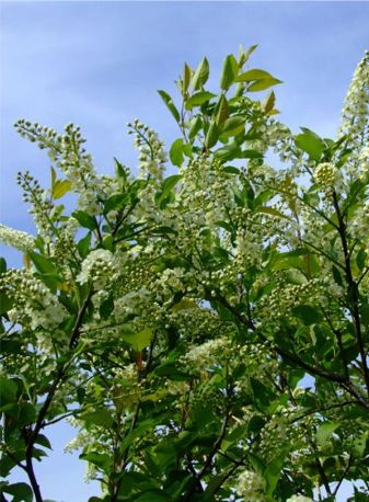Prunus serotina has flowers like the Black Walnut