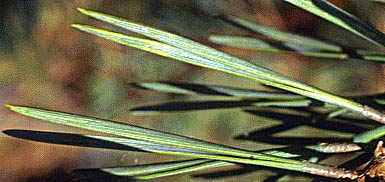 pine needle