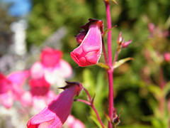 Penstemon in October