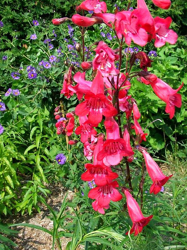 Golden Beard Penstemon