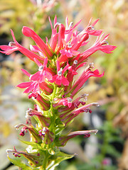 Red Cardinal plant