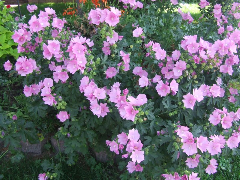 Rose Mallow