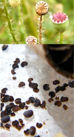 Papaver rhoea seeds