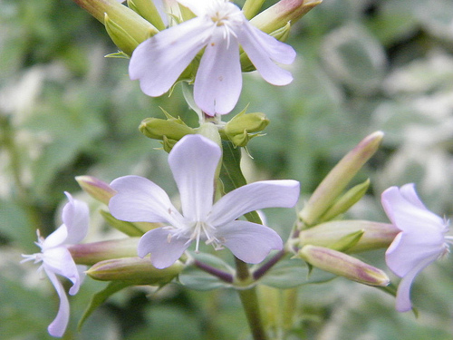 Soapwort flowers