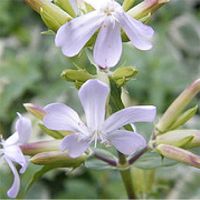 soapwort article link