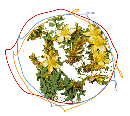 St. Johns Wort