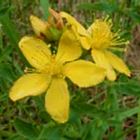 St Johns Wort flower