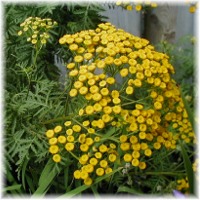 Tansy Herb,an insect repellant