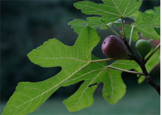 Turkey Fig