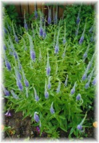 Veronica Plant