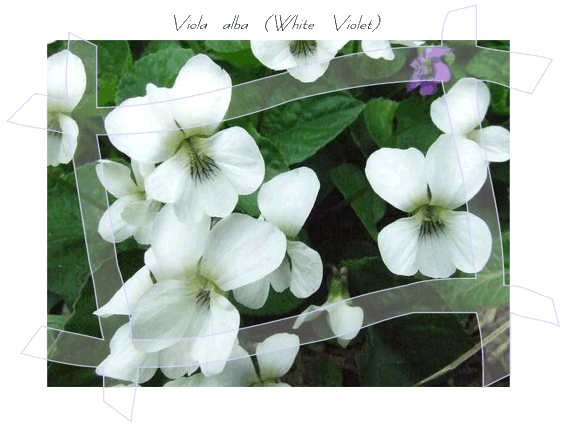 White Violet