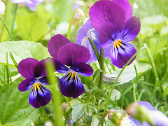 Violas