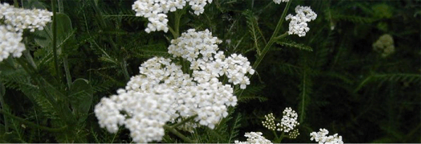 Yarrow Herb